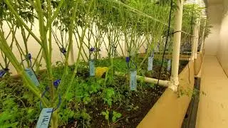 Flower Rooms in Shipping Containers