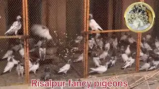Risalpur Fancy Pigeons another side my hobbies