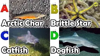 Cute ocean animals | ABC phonics animals | ABC Sea Animals song | English and Animals for Kids