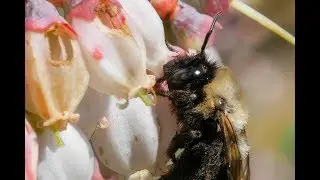 Southeastern Blueberry Bee