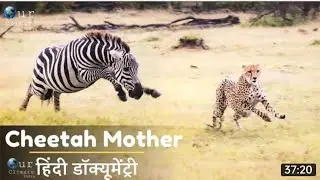 Two Wild Cheetah Mother Documentary In Hindi - Hindi
