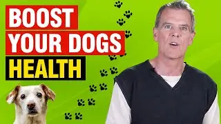 How to Boost Your Dogs Immune System Naturally (9 BEST Ways)