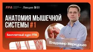 Анатомия мышечной системы. Часть 1. Преподаватель Владимир Меркурьев