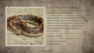 LE BOA DES SABLES - GONGYLOPHIS COLUBRINUS - Le boa fouisseur.