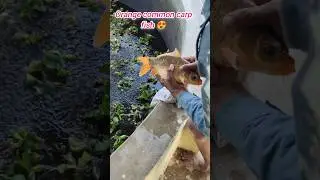 orange common carp breeding phase #fishfarming #ytshorts #youtube #viral