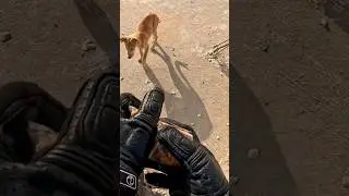 कितने मासूम बच्चे 🐕🐶#dog #animals #rk_rider_777