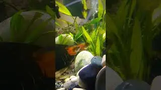 Dwarf flame Gourami #aquarium #gorgeous #love #aquariumfish #pets #gourami #gouramifish #beautiful
