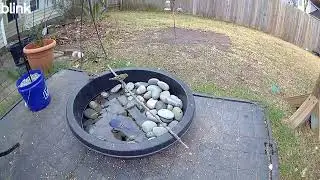 American goldfinches!