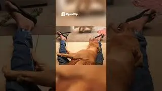 Castra&ccedil;&atilde;o de C&atilde;es  Entenda o Porqu&ecirc; e Como Fazer