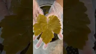 Eat the Leaves: HOW TO PRESERVE GRAPE LEAVES #growsomething #grapeleaves #grapevine #homegrown