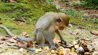Alba Find And Eat Food Alone In Her Troop