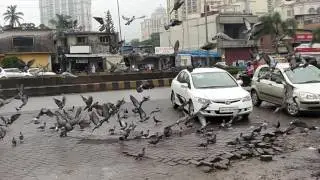 Birds at Powai Lake Mumbai in Slow Motion