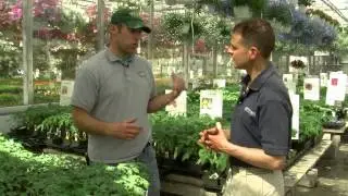 Tomato Varieties