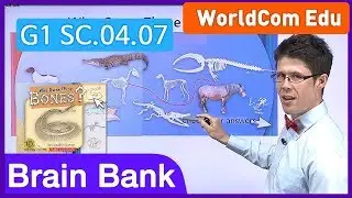 Learn English | Brain Bank Grade 1 Science | 04 Who Owns These Bones? Part 3 | Kids English