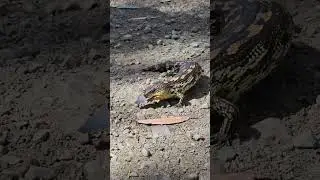 Shingleback Lizard - Tiliqua rugosa -  to the side of the road - Beautiful creature - Australian Liz