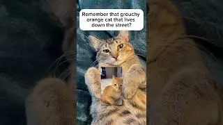 Kitty police are coming 👮