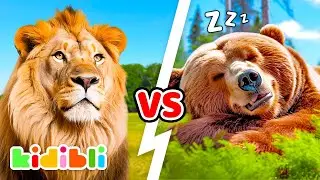 Lions VS Bears, Who's the strongest? 🦁🐻 | Animal Educational Videos for Children | Kidibli