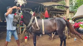 KUDA DELMAN 📍PERSIAPAN MEMAKAI BAJU KUDA ~ DELMAN ALUN² KAJEN ~ NAIK KUDA DELMAN ISTIMEWA