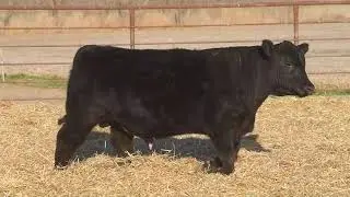 River Creek :: Lot 126 :: 034H