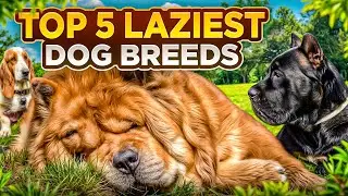 Top 5 Laziest Dog Breeds You&rsquo;ll Want to Cuddle With! #LaziestDogBreeds #CuddleDogs #SleepyDogs