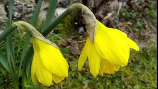 NextBit Robin - Daffodil video test