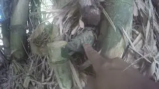 BERBURU BAMBU PETUK TUNAS NYA MASIH MUDA #470