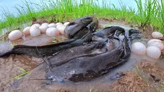 Top video! catch a lot of fish in water pick duck eggs under the garss near the village