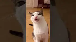 Original cat crunching meme #cat #catmeme