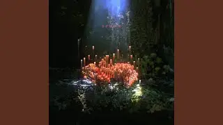 Sedum