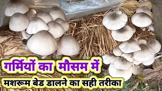 गर्मियों का मौसम में मशरूम बेड डालने का सही तरीका।#mushroomfarming #peiraputtu#paddystrawmushroom