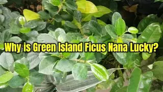 Why is Green Island Ficus Nana Lucky (MASUWERTENG RUBBER TREE SA BAHAY)
