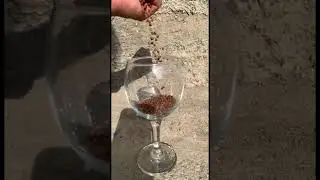 ASMR Buckwheat in a Glass 🌾✨#ASMR #BuckwheatASMR  #ASMRShorts #Tingle #short #SoothingSo #ASMRVideo