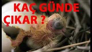 Güvercin Yumurtası Kaç Günde Çatlar ?