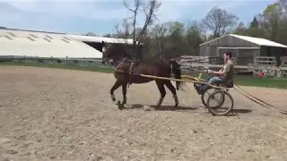 CBMF Backstreet Boy - Driving