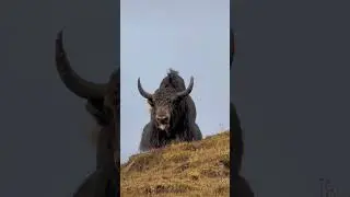 Tibetan yaks voice is very rough  #biganimals #yak #animals #shorts #wildlife