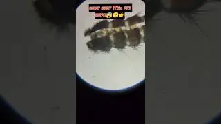 Microscope ki duniya / microscope experiments #shorts