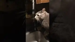 PuddyTat - Water kitty
