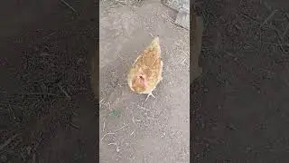 Galinha  , Gordinha🐔🐤