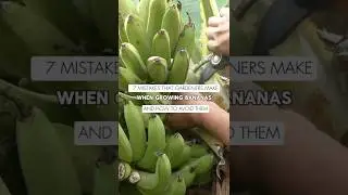 7 Common Mistakes to Avoid When Growing Banana Plants: Essential Tips for Success!
