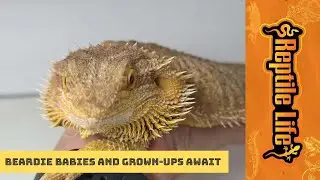 Stunning Adult Central Bearded Dragons | Reptile Life Adelaide