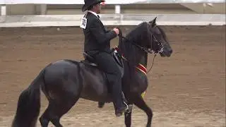 VIVALDI DE BESILU and POETA DE LA QUERENCIA-2018 class 249 Fino Stallion Colt Championship
