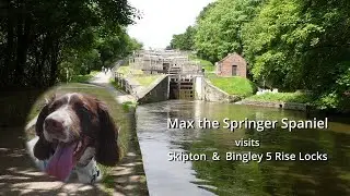 Skipton and Bingley Five Rise Locks with Max the Springer Spaniel