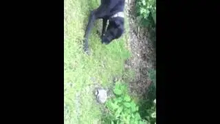 Great Dane vs Snapping Turtle