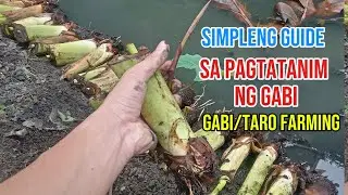 TARO/GABI - PAANO MAGTANIM NG GABI | SIMPLENG GABAY SA PAGTATANIM NG GABI