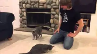 Russian Blues Got Tricks