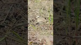 Killdeer Pulls Up A Huge Worm #killdeer #wildlife #birds