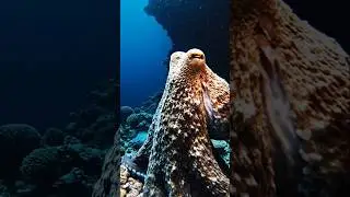 Aggressive Octopus Behavior | Ocean&rsquo;s Smartest Predator 🐙