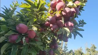 Red delicious Apple. Washington State