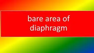 BARE AREA OF DIAPHRAGM