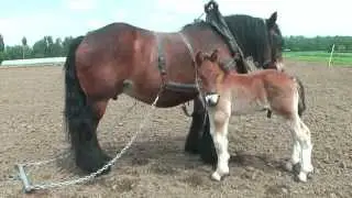 Quenelle et Dirac, chevaux de la race 
